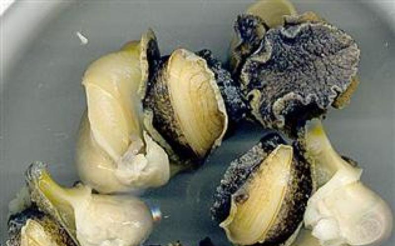 Рецепты приготовления блюд из рапана Шашлычки из рапанов как на пляже рецепт